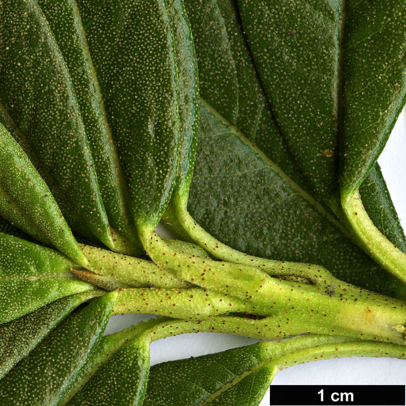 High resolution image: Family: Ericaceae - Genus: Rhododendron - Taxon: brachyanthum - SpeciesSub: subsp. hypolepidotum